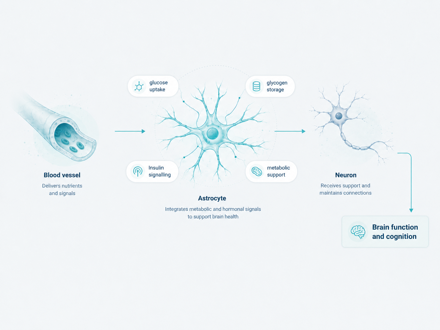Why astrocytes — diagram