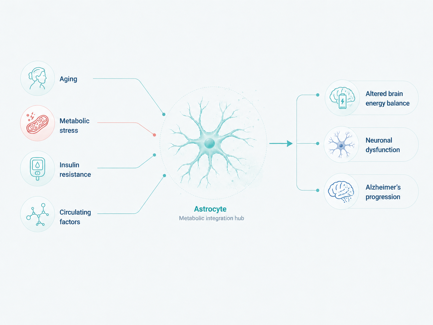 Systemic metabolism talks to the brain